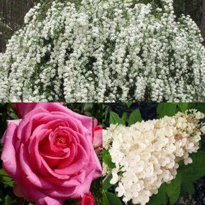 Комплект ВЕЧНАЯ КЛАССИКА в Таразе