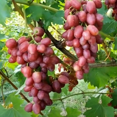 Виноград БАСАНТИ в Таразе