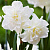 Нарцисс СНОУБОЛЛ махровый в Таразе