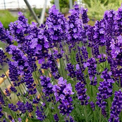 Лаванда ХИДКОТ БЛЮ узколистная в Таразе