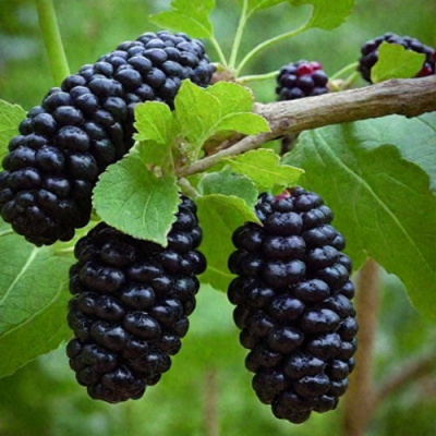 Шелковица плакучая в Таразе