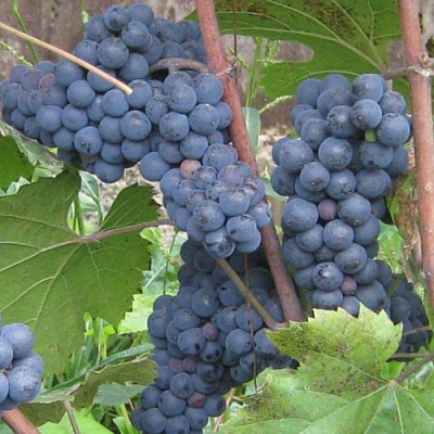 Виноград ЛЕОН МИЙО в Таразе