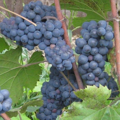 Виноград ЛЕОН МИЙО в Таразе