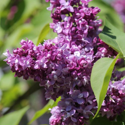 Сирень ИЗОБИЛИЕ в Таразе