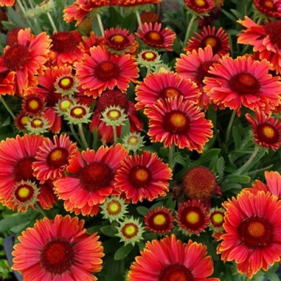 Гайлардия АРИЗОНА РЕД ШЕЙДС в Таразе