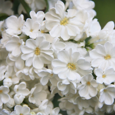 Сирень РОЧЕСТЕР в Таразе