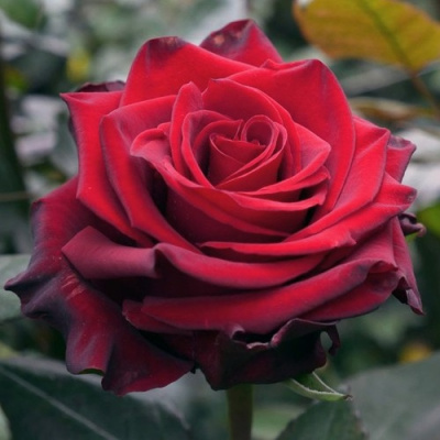 Роза ЭКСПЛОРЕР чайно-гибридная в Таразе