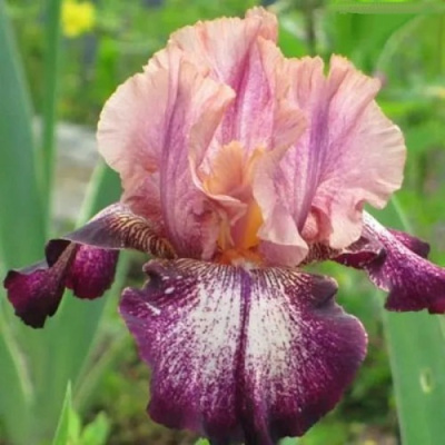 Ирис КАРНИВАЛ СОНГ бородатый в Таразе