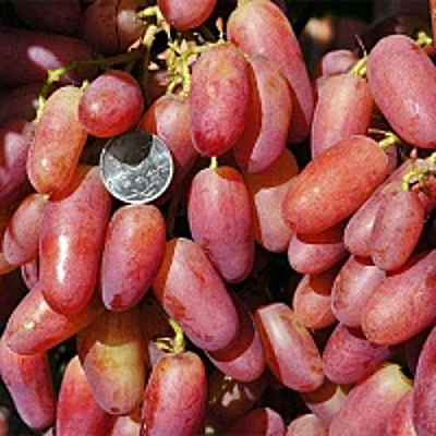 Виноград ЮБИЛЕЙ НОВОЧЕРКАССКА в Таразе