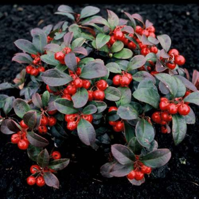 Гаультерия вечнозеленая в Таразе