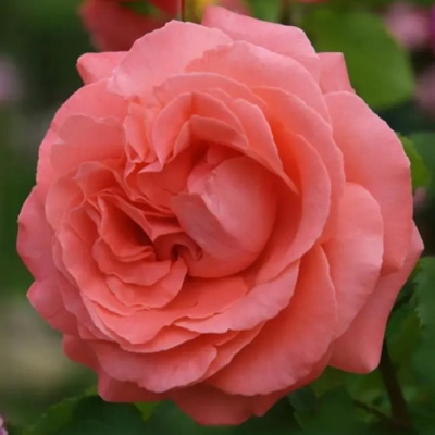 Роза ДИ ДИ БРИДЖУОТЕР плетистая в Таразе