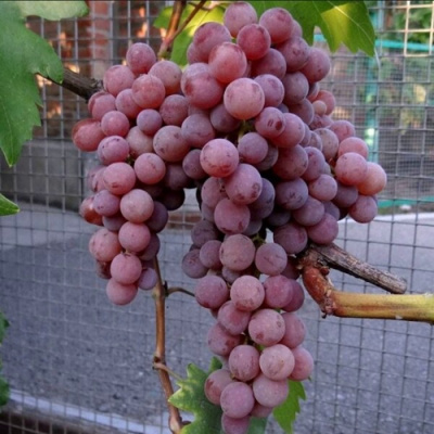 Виноград ЭЛЕГИЯ в Таразе