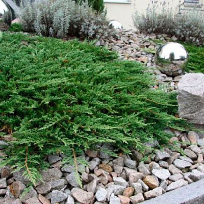 Можжевельник ПРИНЦ ОФ УЭЛЬС горизонтальный в Таразе