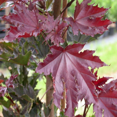 Клен КРИМСОН СЕНТРИ остролистный в Таразе