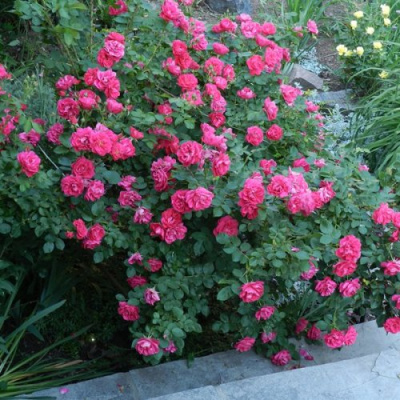 Роза ДЖОРДЖ ВАНКУВЕР флорибунда в Таразе