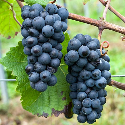 Виноград ПИНО НУАР (ПРЕКОСЕ) в Таразе