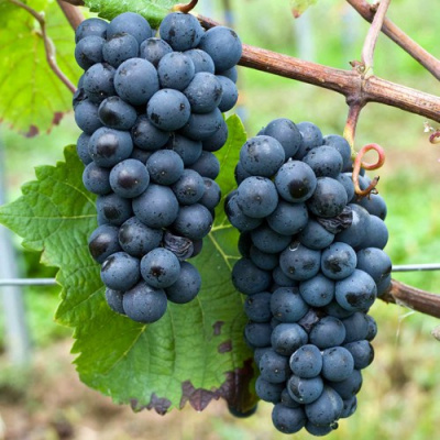 Виноград ПИНО НУАР (ПРЕКОСЕ) в Таразе