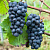 Виноград ПИНО НУАР (ПРЕКОСЕ) в Таразе