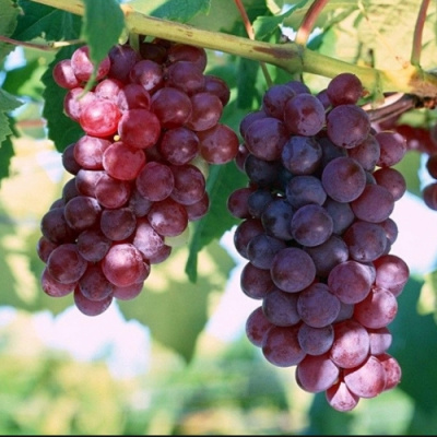 Виноград ЭЛЕГИЯ в Таразе
