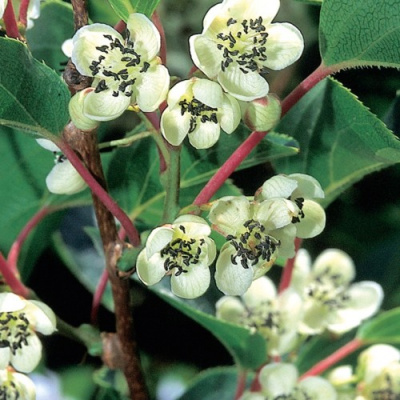 Актинидия ВЕЙКИ МЭЛ (МУЖСКАЯ) аргута в Таразе