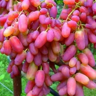 Виноград ЮЛИАН в Таразе