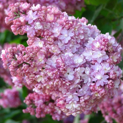 Сирень ПАМЯТЬ О ВЕХОВЕ в Таразе