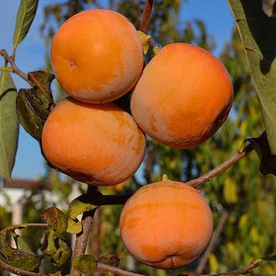 Хурма РОССИЯНКА в Таразе