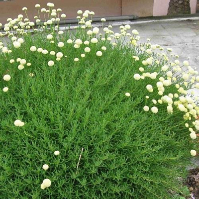 Сантолина зеленеющая в Таразе