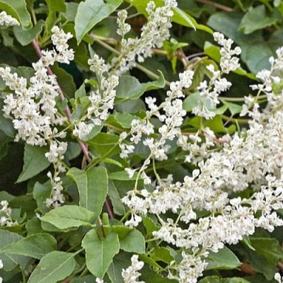 Фаллопия АУБЕРТА в Таразе