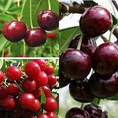 Комплект ВИШНЕВЫЙ САД в Таразе