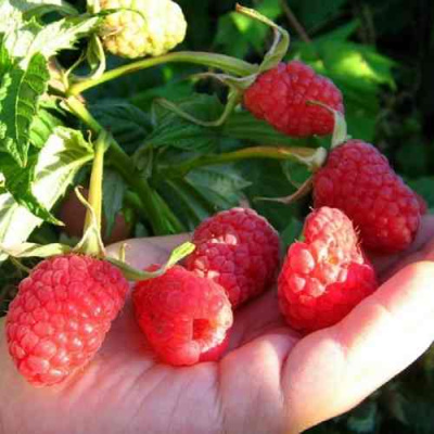 Малина ГОРДОСТЬ РОССИИ в Таразе