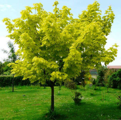 Клен ПРИНСЕТОН ГОЛД остролистный в Таразе