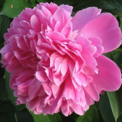 Пион ГИЛБЕРТ БАРТЕЛО травянистый в Таразе