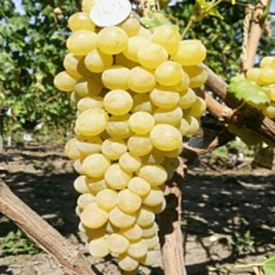 Виноград КИШМИШ ЗОЛОТЦЕ в Таразе