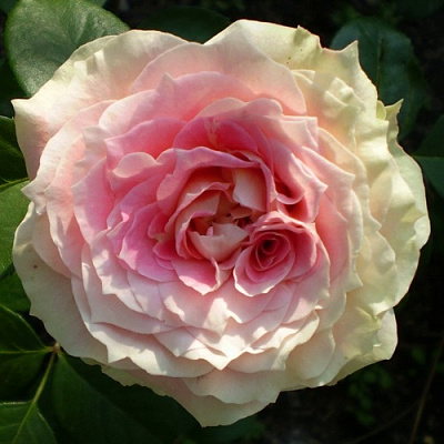 Роза ЦЕЗАРЬ плетистая в Таразе