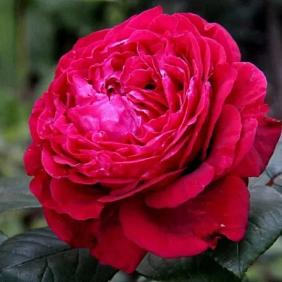 Роза 4 ВЕТРОВ флорибунда в Таразе