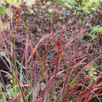 Просо РЕБРАУН прутьевидное в Таразе