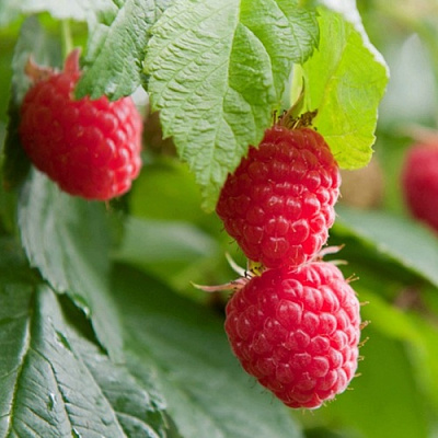 Малина МАРАВИЛЛА в Таразе