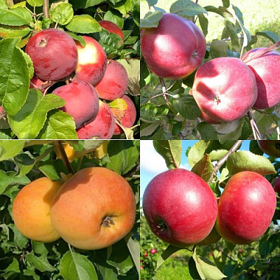 Комплект ЯБЛОНЕВЫЙ КВАРТЕТ в Таразе