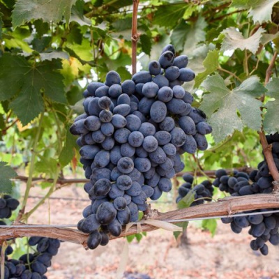 Виноград МУКУЗАНИ в Таразе
