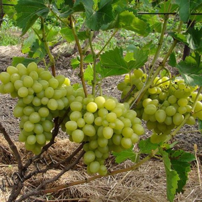 Виноград НАДЕЖДА АКСАЙСКАЯ в Таразе