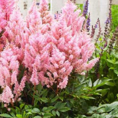 Астильба ЛУК ЭТ МИ японская в Таразе