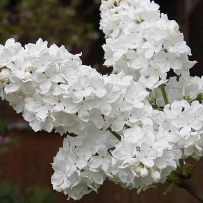 Сирень ФЛОРА в Таразе