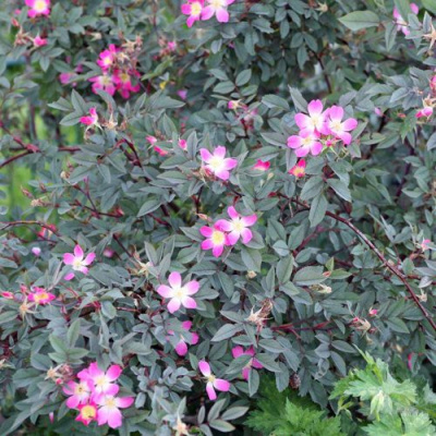 Роза сизая в Таразе