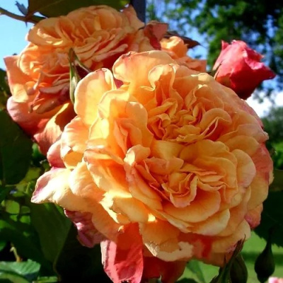 Роза АЛОХА плетистая в Таразе