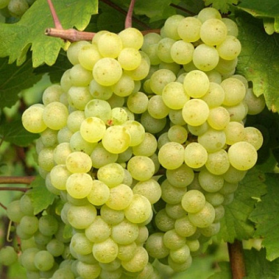 Виноград БИАНКА в Таразе