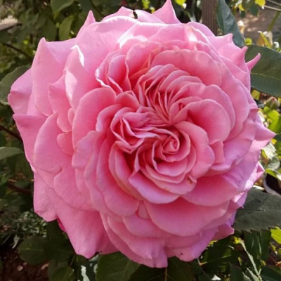 Роза ЭШЛИ чайно-гибридная в Таразе