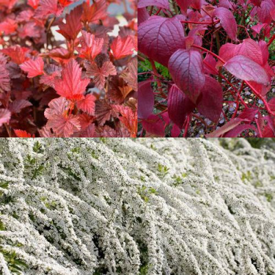 Комплект ЖИВАЯ ИЗГОРОДЬ в Таразе