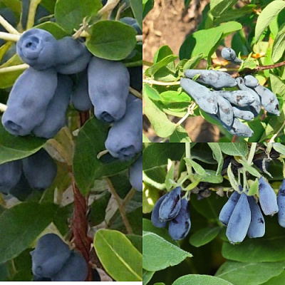 Комплект СЕВЕРНЫЕ ВИТАМИНЫ в Таразе