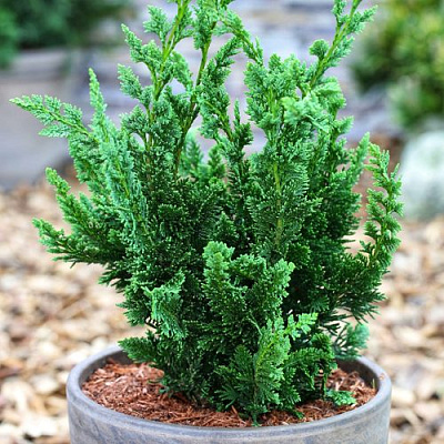 Кипарисовик ВИСЕЛЛИ лавсона в Таразе